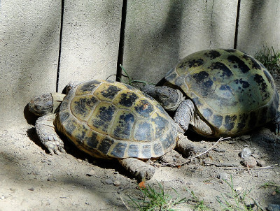 Turtles in Zoo in Krakow